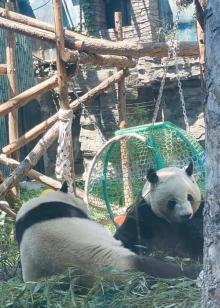 大熊猫馆3