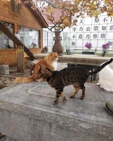 观复博物馆19