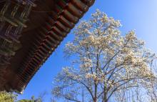 红螺寺30