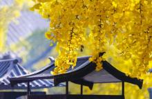 红螺寺3