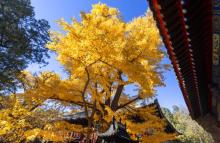红螺寺8