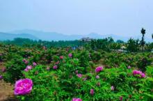 青州杏花村旅游度假区12