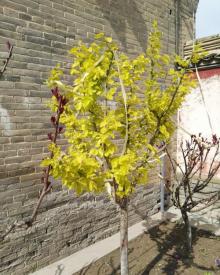 蔚州古城12
