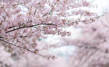 百花公园5