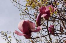 百花公园27