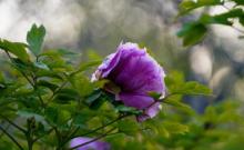 百花公园21