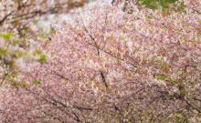 百花公园3