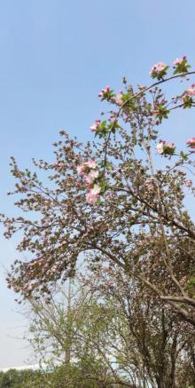 百花公园29