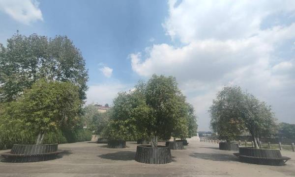 秋澄公园