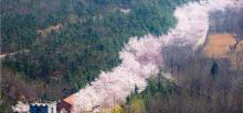 樱花山风景区20