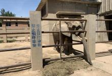 保定市动物园12