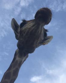 秦皇岛野生动物园19