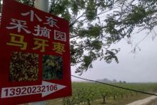 小东马牙枣采摘园4