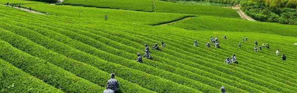 宜兴市张渚茗竹茶场