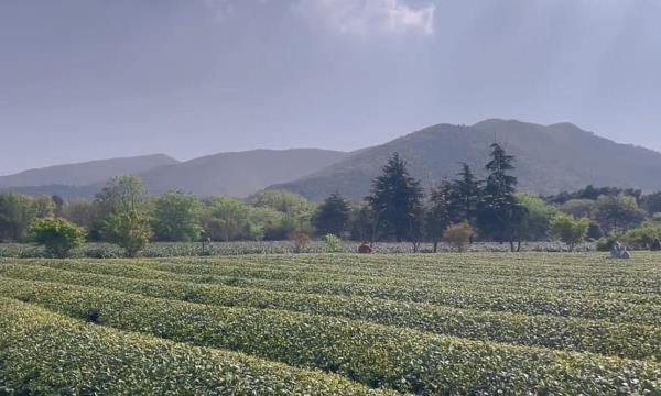 宜兴红岭茶洲山庄