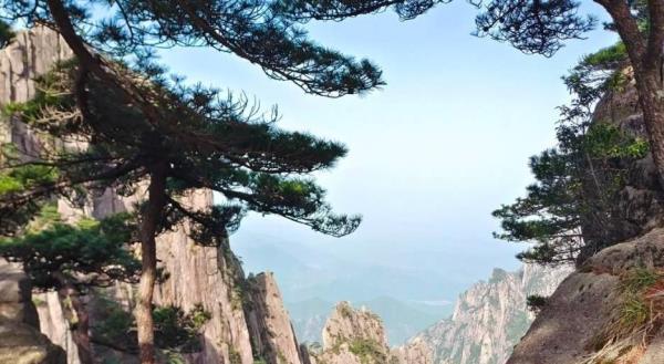 卧龙松