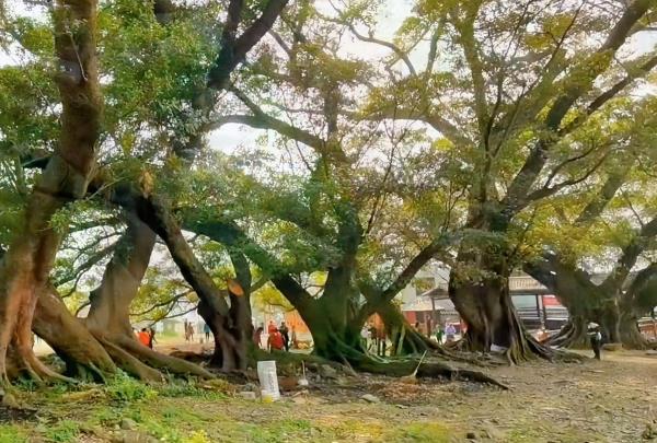 渡头村