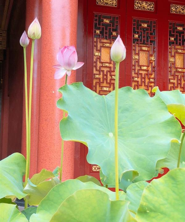 福鼎青莲古寺