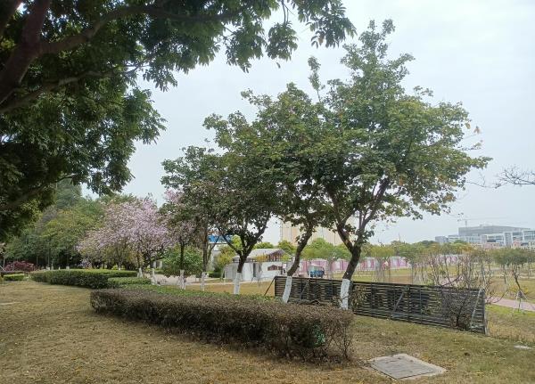 化龙湿地公园