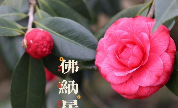 阿婆六茶花谷