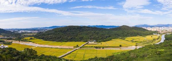 艾米稻香小镇露营地