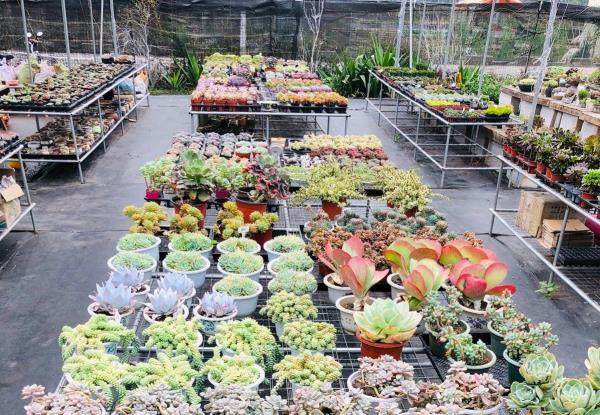 肉嘟嘟多肉植物园(番禺广场)