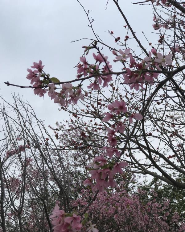 樱花园