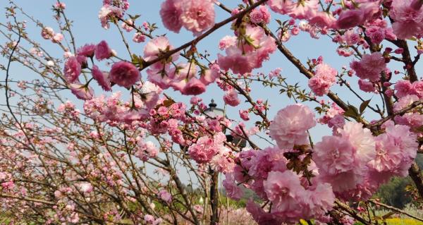 香遇百花园