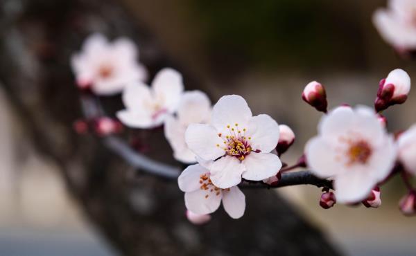 梅花谷