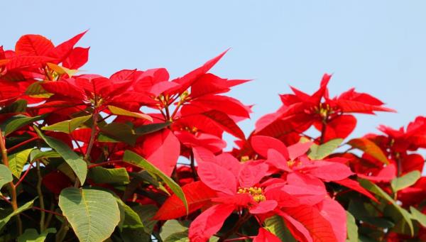 陈村花卉世界