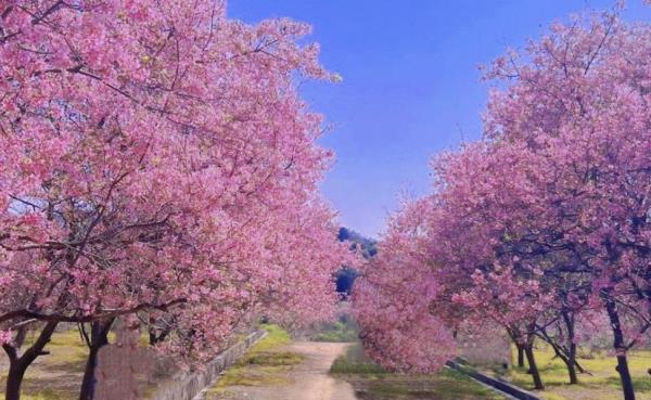 韶关樱花公园