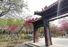 桃柳堤3