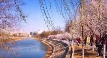 桃柳堤2