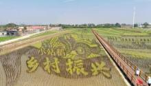 小站稻会馆种植核心区3