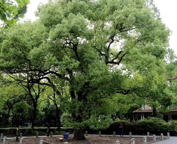 古樟树公园