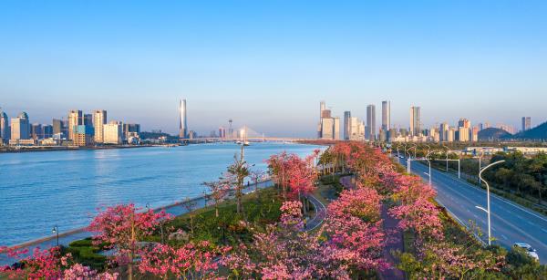 横琴花海长廊