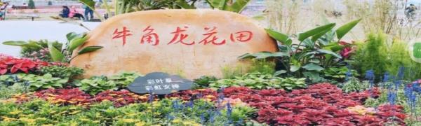 牛角龙花田