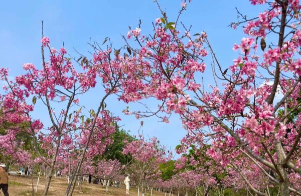 聚龙山生态公园