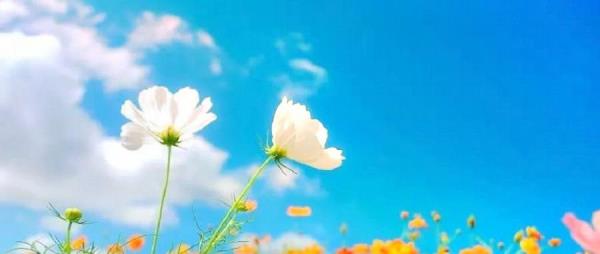 花田盛世