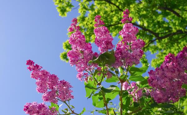红花山公园