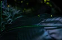 萤火虫体验馆8
