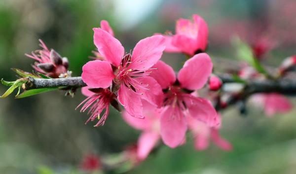 九仙桃花海