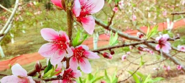 黄腾峡路口百亩桃花谷