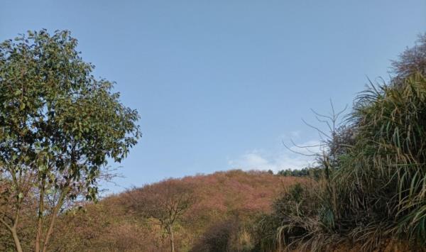 马坝森林公园