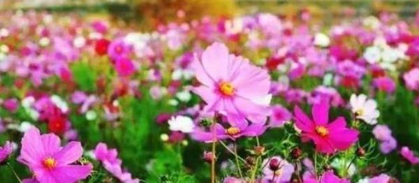 广东八乡山花海童话世界