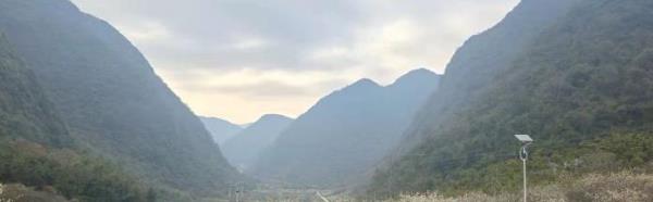 水浪李花基地