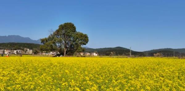 千亩油菜花基地