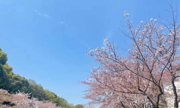 云浮樱花园