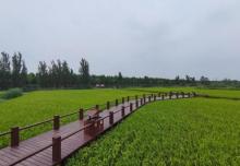 绿屏・咸水沽湾千亩稻田4