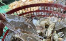 天津出海捕鱼海钓基地4